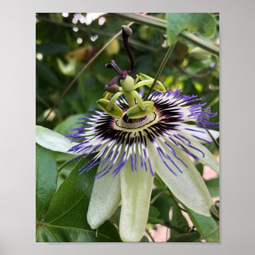 Passion Flower  Poster