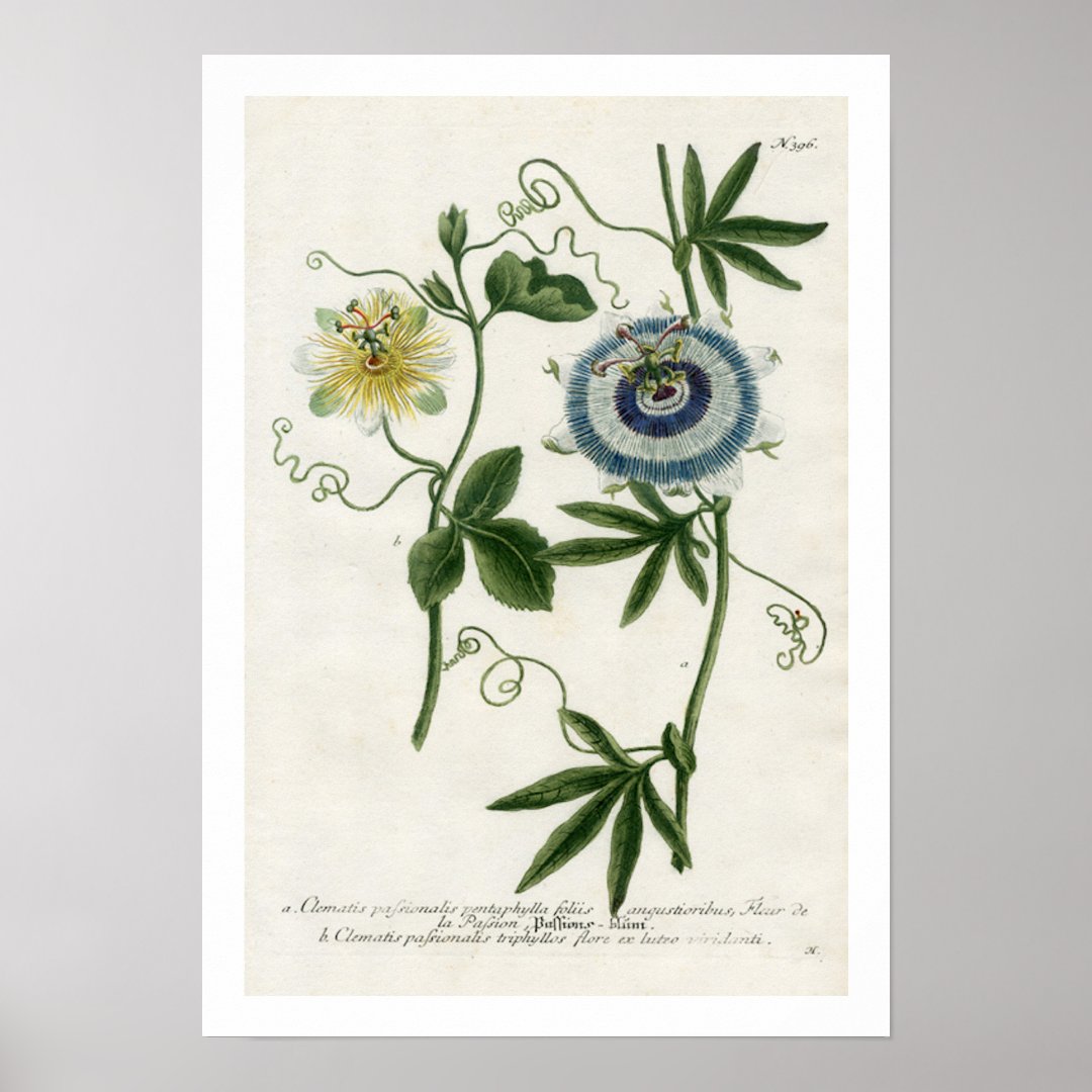 Passion Flower Print | Zazzle