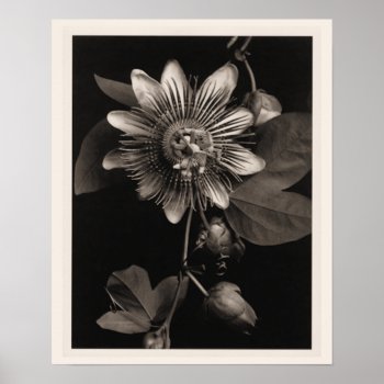Passion Flower Print by Vintage_Obsession at Zazzle