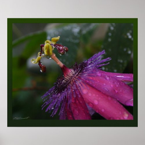 Passion Flower Prints _24x20_other sizes available