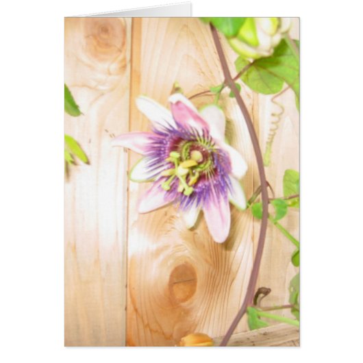 Passion Flower Vine Cards (Front)