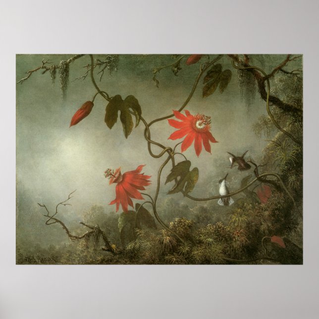 Passion Flowers and Hummingbirds by Martin J Heade Poster (Front)