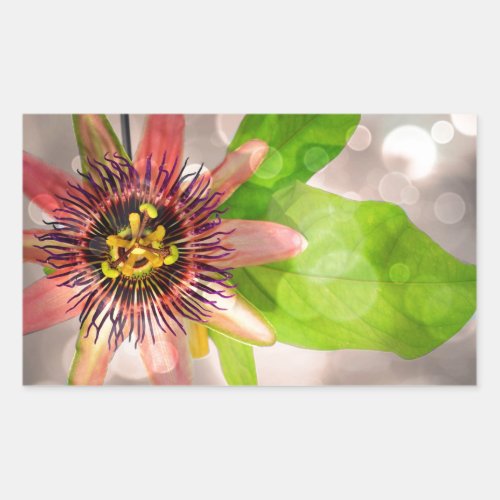 Passion Fruit Flower Rectangular Sticker