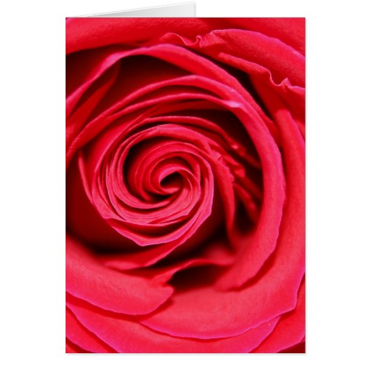 Passion Rose Cards (Front)