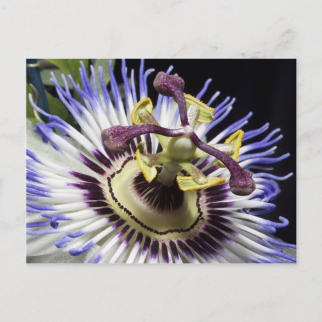 Passionflower close-up (MR) Postcard (Front)