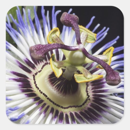 Passionflower close_up MR Square Sticker