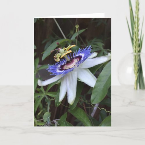 Passionflower Passiflora incarnata card