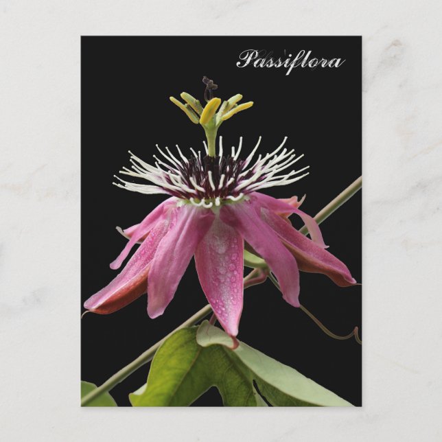 Passionflower Postcard (Front)