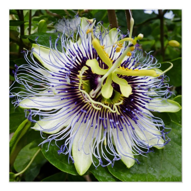 Passionfruit Bliss: Wall Decor Featuring Passiflor (Front)