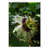 Passionfruit Blossom (Front)