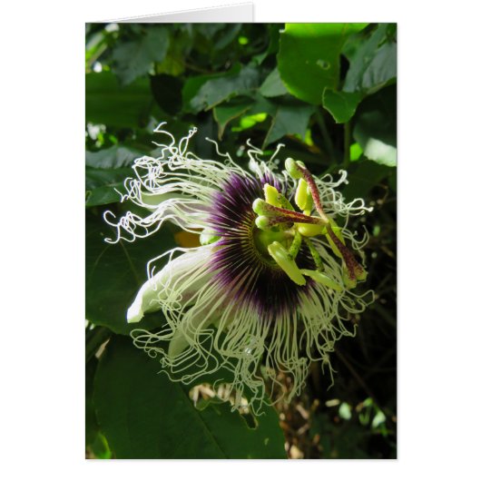 Passionfruit Blossom Cards (Front)