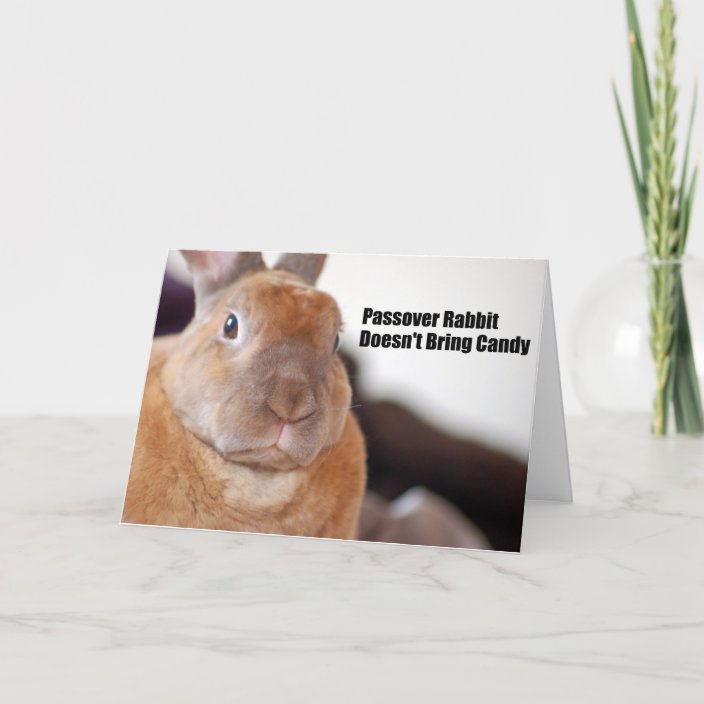 Passover Rabbit Says Card | Zazzle.com