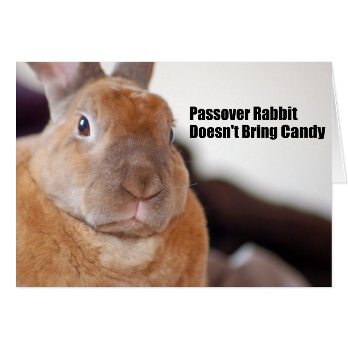 Passover Rabbit Says Greeting Card