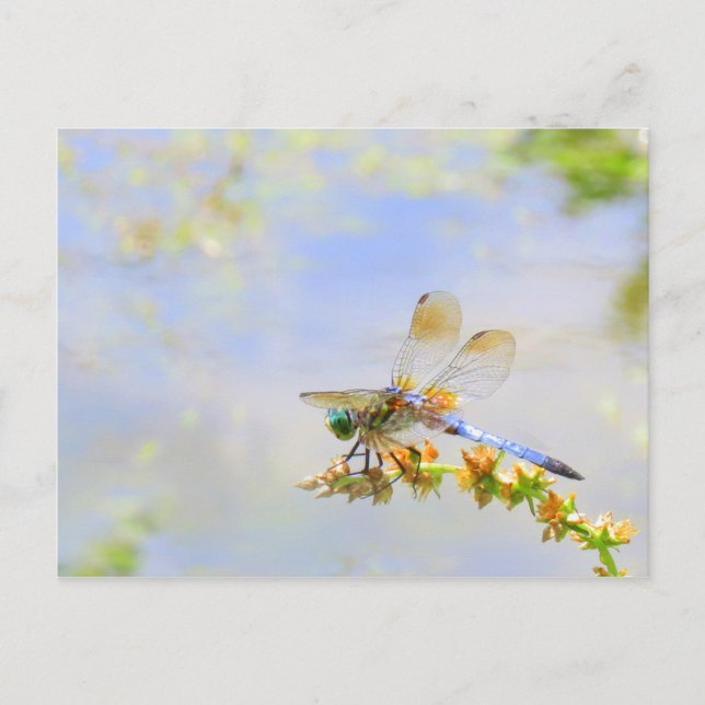 Pastel Dragonfly Postcard (Front)