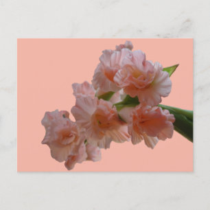 Pastel Gladioli Cust. BG Color DIY Postcard