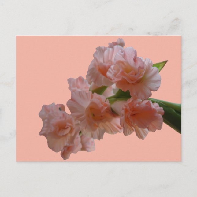 Pastel Gladioli Cust. BG Color DIY Postcard (Front)