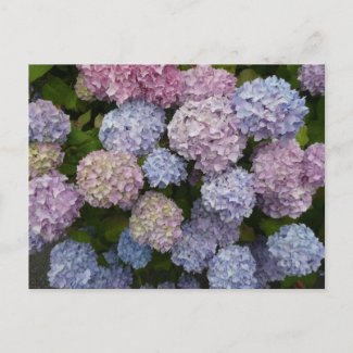 Pastel Hydrangea Flowers Close Up DIY Postcard