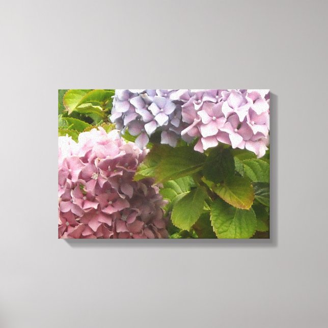 Pastel Hydrangeas Canvas Print (Front)