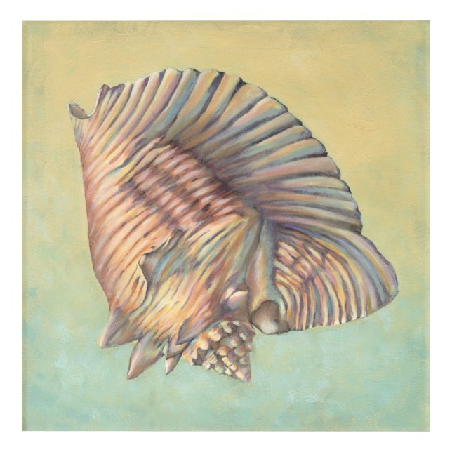 Pastel Large Conch Shell Acrylic Print (Front)