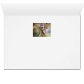 Pastel Miltassia Orchid Cards (Inside Horizontal (Bottom))
