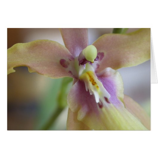 Pastel Miltassia Orchid Cards (Front Horizontal)