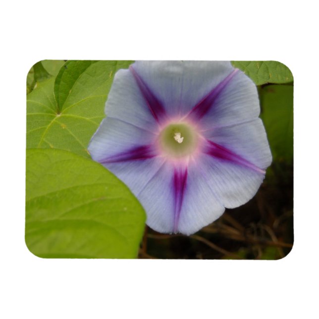 Pastel Morning Glory Magnet (Horizontal)