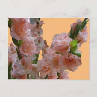 Pastel Orange Pink Gladioli Cust. DIY Postcard