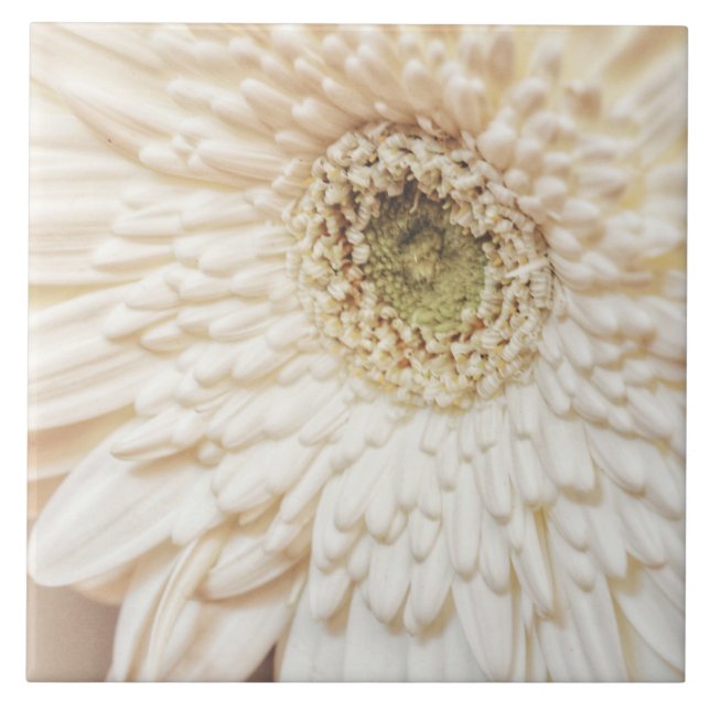 Pastel Petals Flower Chrysanthemum Ceramic Tile (Front)