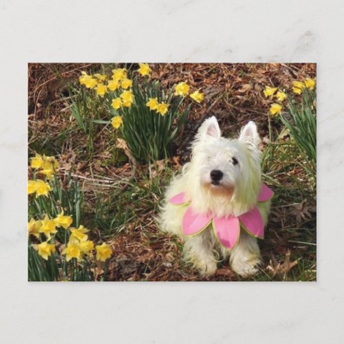 Pastel Petals Westie Postcard