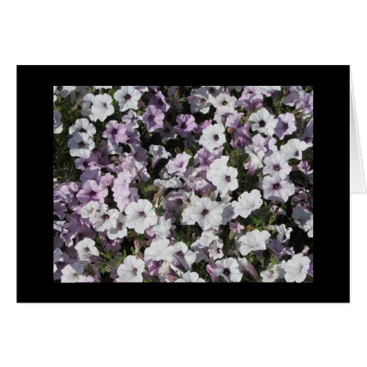 Pastel Petunias (Front Horizontal)