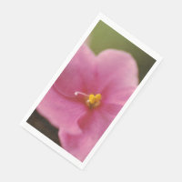 Pastel Pink African Violet (Saintpaulia) Flower