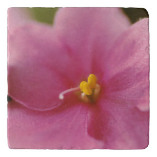 Pastel Pink African Violet (Saintpaulia) Flower Trivet