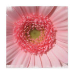 Pastel Pink Daisy  Invitations