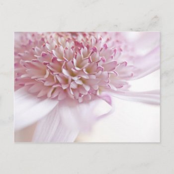 Pastel Pink Flower Postcard by RosaAzulStudio at Zazzle