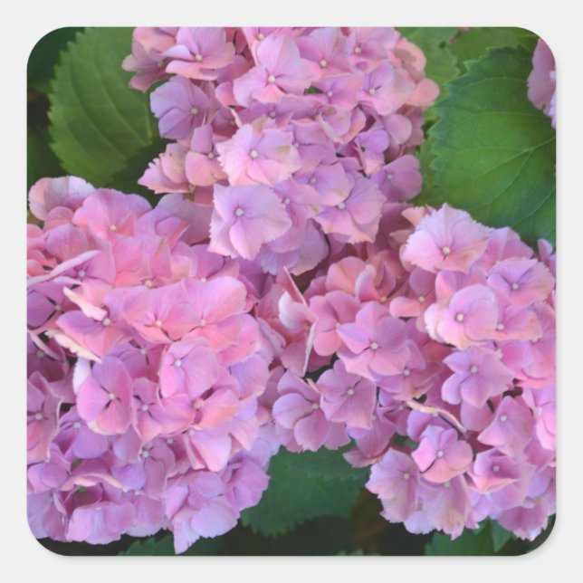 Pastel pink Hortensia hydrangea flowers  Square Sticker (Front)