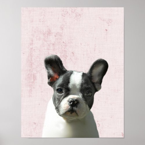 Pastel Pink Peekaboo Boston Terrier Puppy Nursery Poster