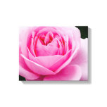 Pastel Pink Rose Canvas Print