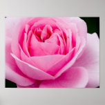 Pastel Pink Rose Poster