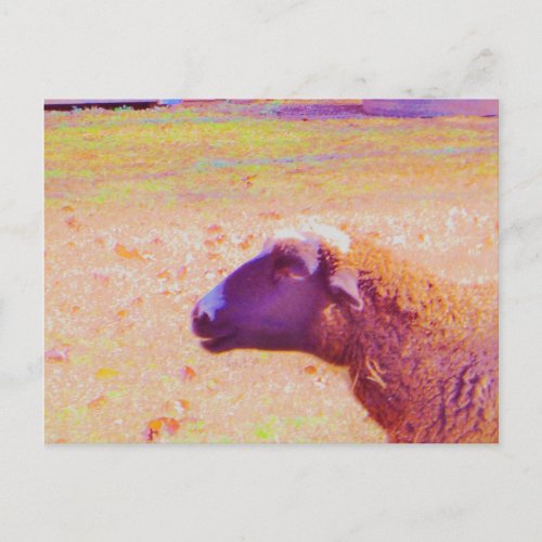 Pastel Rainbow Sheep Postcard