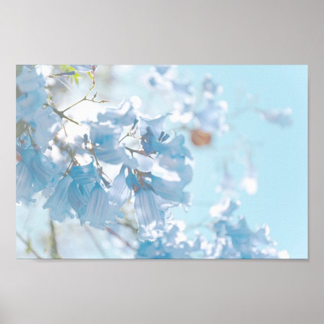 Pastel Soft Blue Jacaranda Tree Flowers Blossoms Poster (Front)