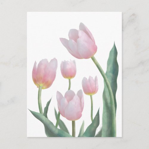 Pastel Tulip Floral Design Postcard