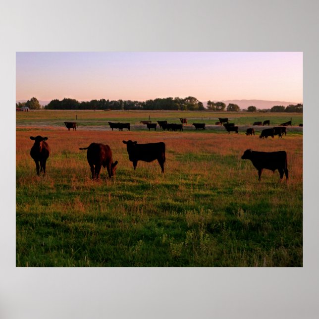 Pasture of Black Angus Poster (Front)