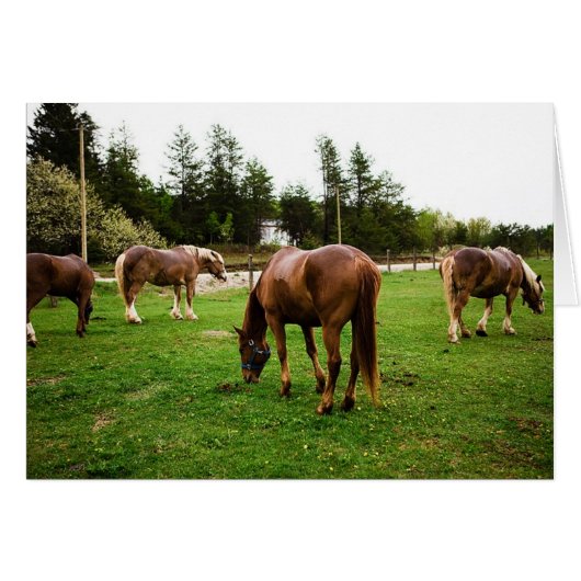 Pasture Scene Cards (Front Horizontal)