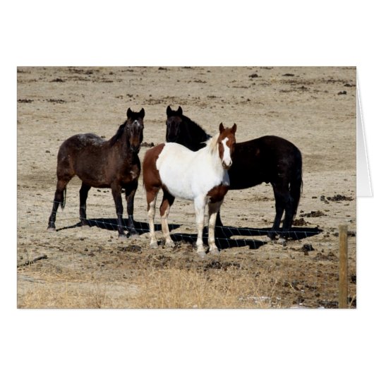 Pasture Trio Cards (Front Horizontal)