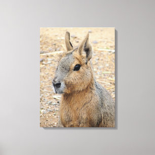 PATAGONIAN MARA    CANVAS PRINT