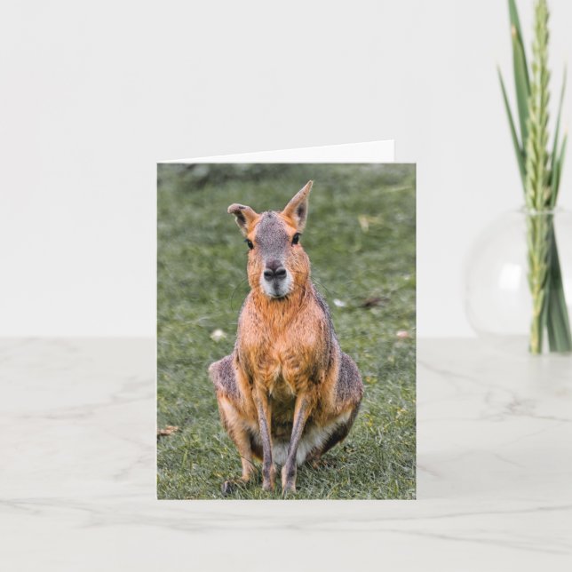 Patagonian Mara Card (Front)