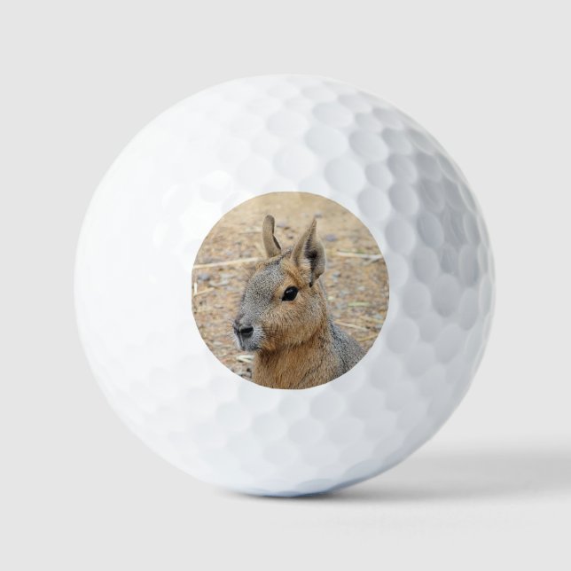 PATAGONIAN MARA   GOLF BALLS (Front)