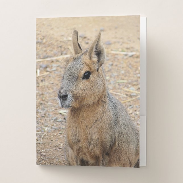 PATAGONIAN MARA   POCKET FOLDER (Front)