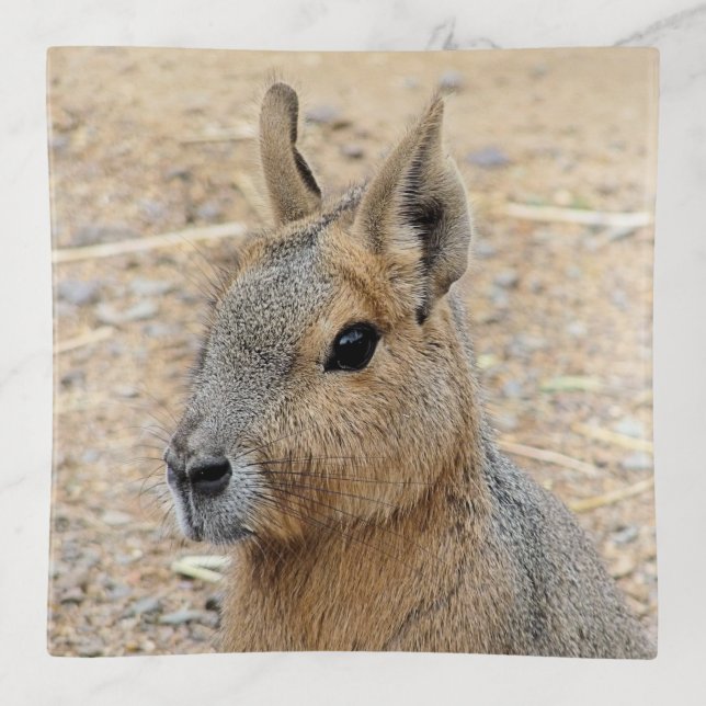 PATAGONIAN MARA TRINKET TRAY (Front)