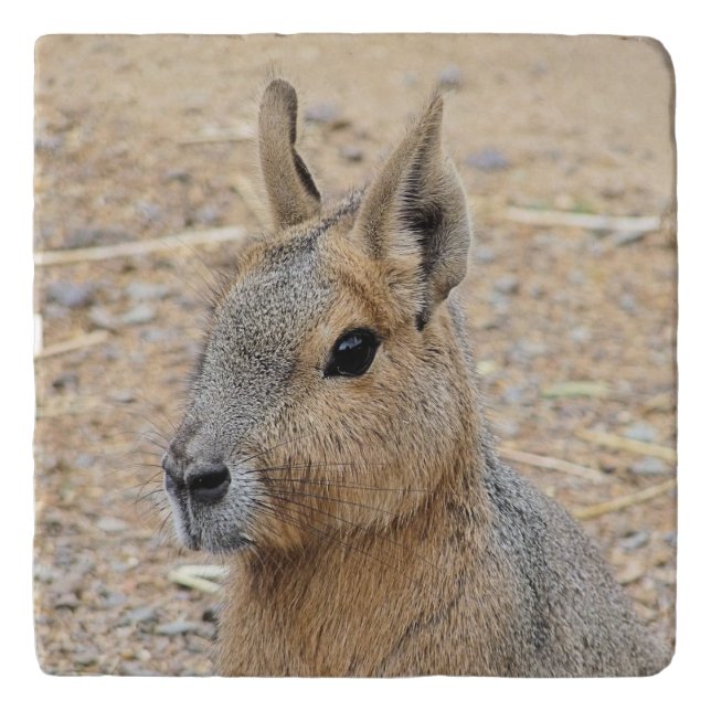 PATAGONIAN MARA TRIVET (Front)